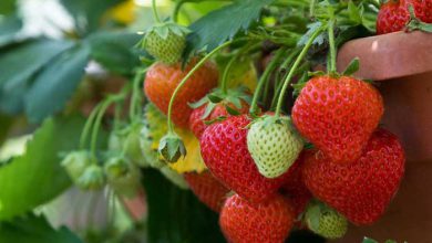 strawberry